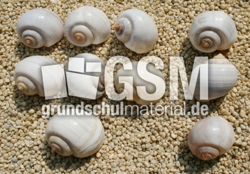 Schneckenhäuser-7+3.jpg